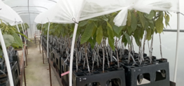 2024-02-20 4-Cocoa plant grafted-Nicaragua-Mélanie BORDEAUX